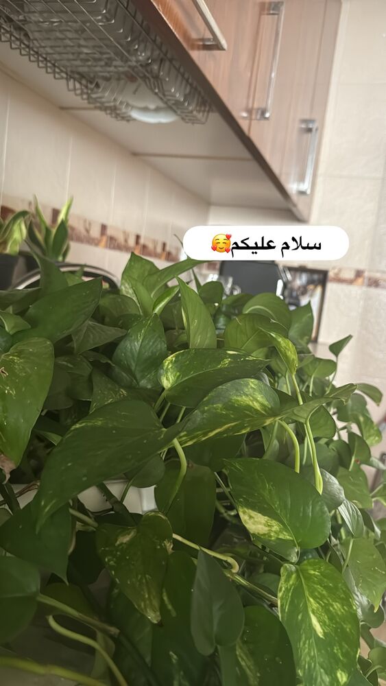  جدید ترین استوری اینستاگرام آیه کوچ
