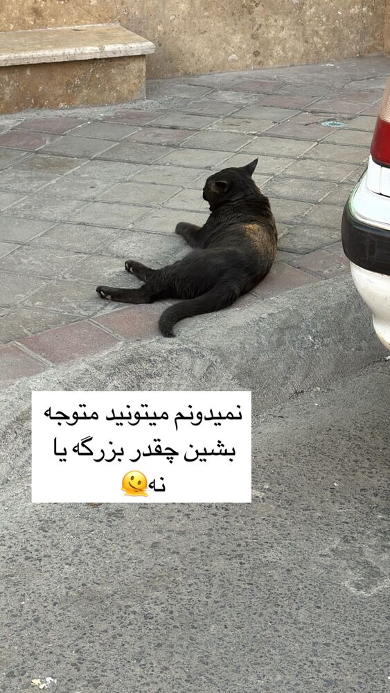  جدید ترین استوری اینستاگرام آیه کوچ