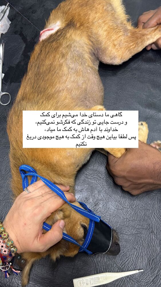  جدید ترین استوری اینستاگرام آزاده اسدی