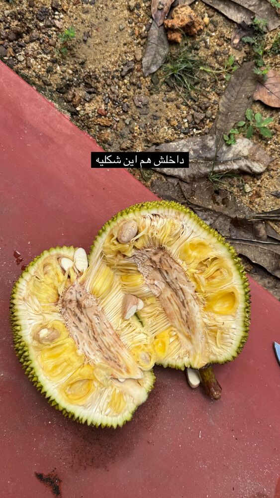  جدید ترین استوری اینستاگرام آزاده اسدی