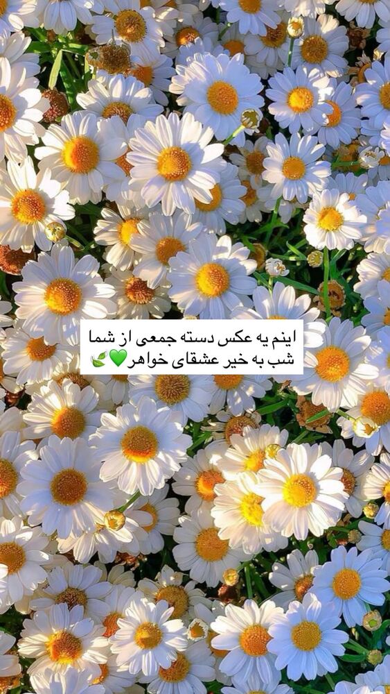  جدید ترین استوری اینستاگرام آزاده اسدی
