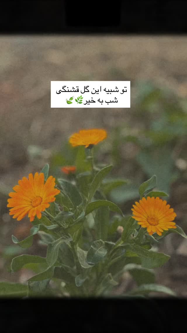  جدید ترین استوری اینستاگرام آزاده اسدی