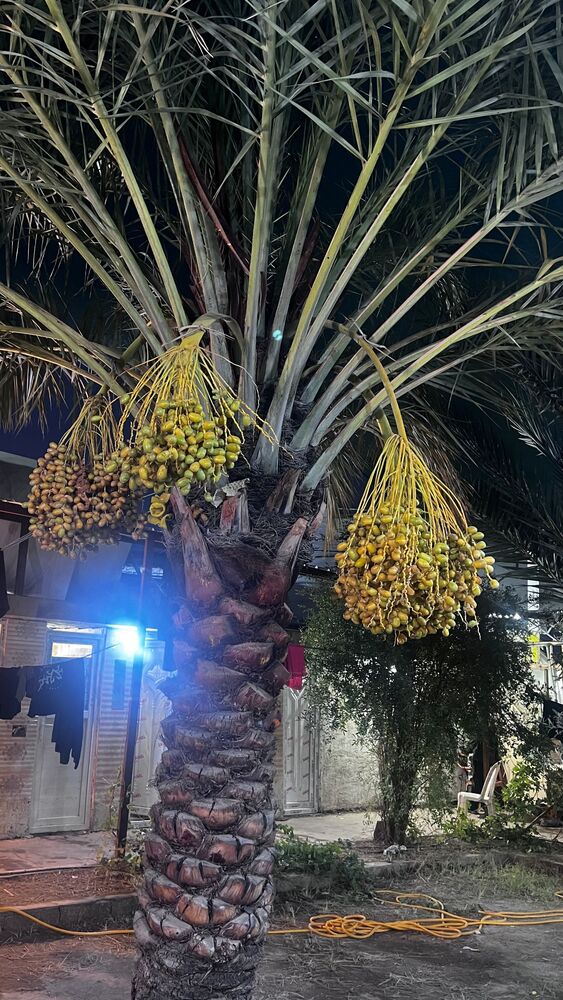  جدید ترین استوری اینستاگرام آزاده آل ایوب
