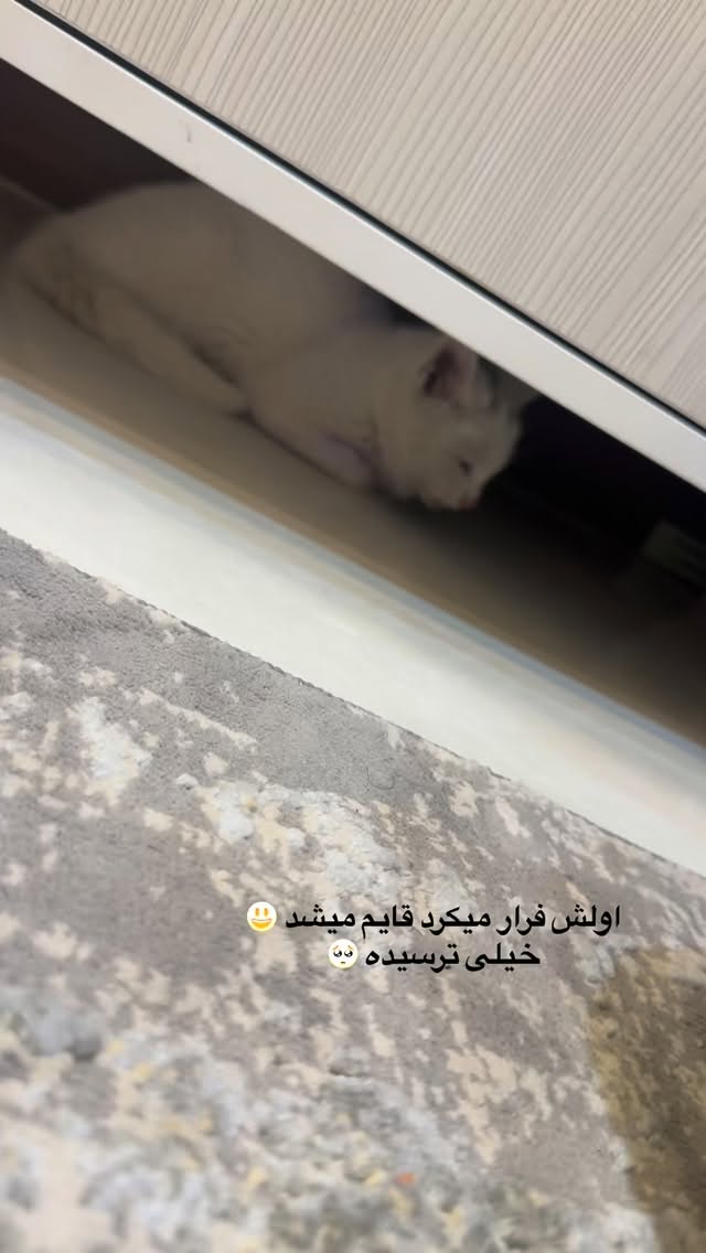 جدید ترین استوری اینستاگرام آزاده شایسته