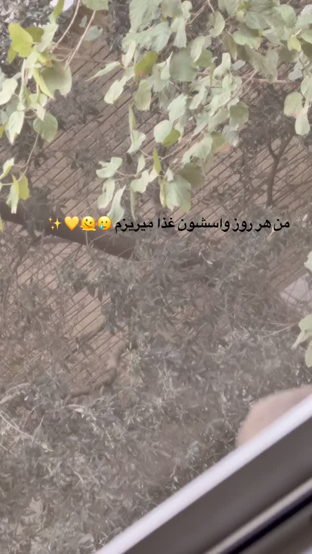  جدید ترین استوری اینستاگرام بهار اسحاقی