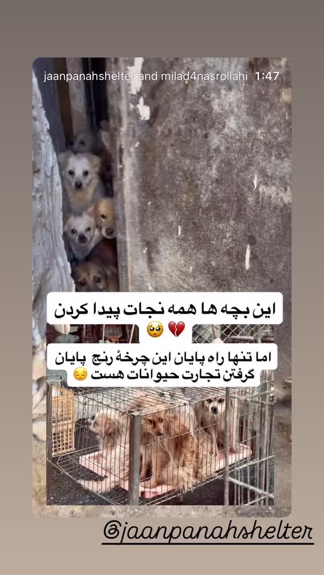  جدید ترین استوری اینستاگرام نازنین بیاتی