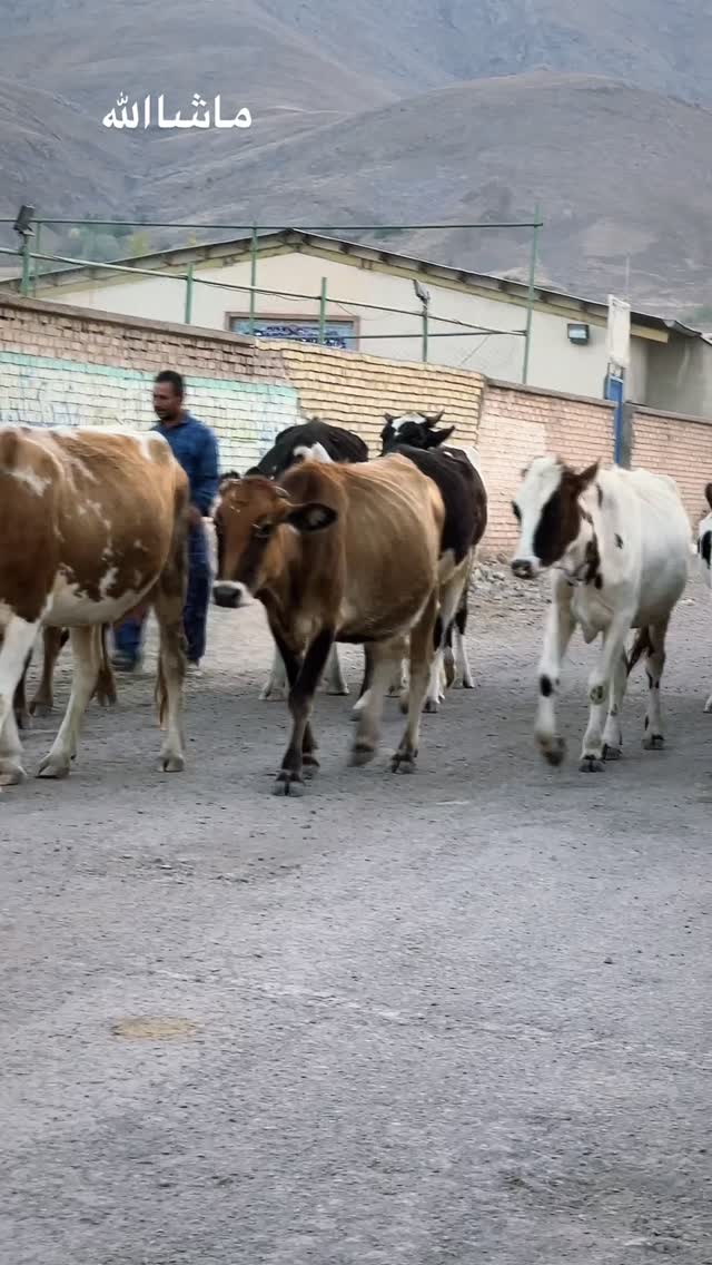 جدید ترین استوری اینستاگرام بهنام حیدری