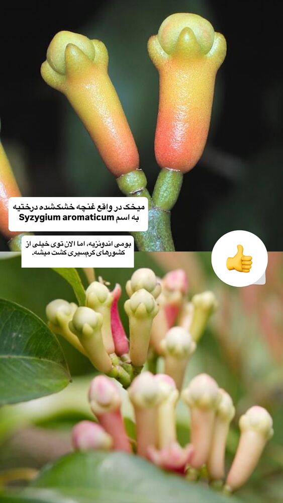  جدید ترین استوری اینستاگرام آشپزی با بهنام