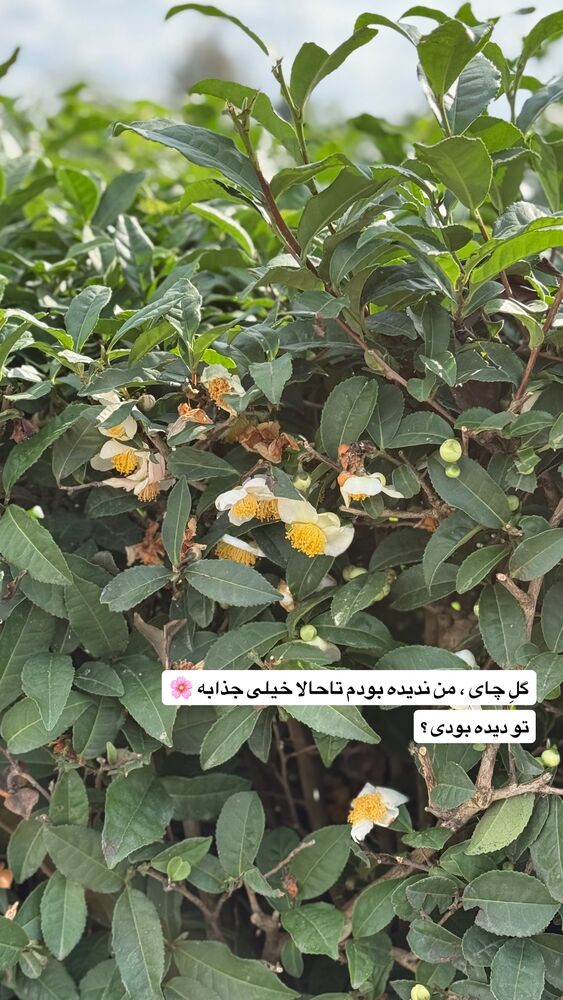  جدید ترین استوری اینستاگرام آشپزی با بهنام