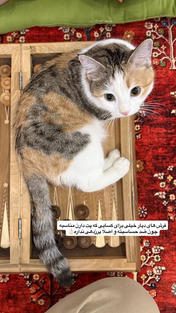  جدید ترین استوری اینستاگرام آشپزی با بهنام