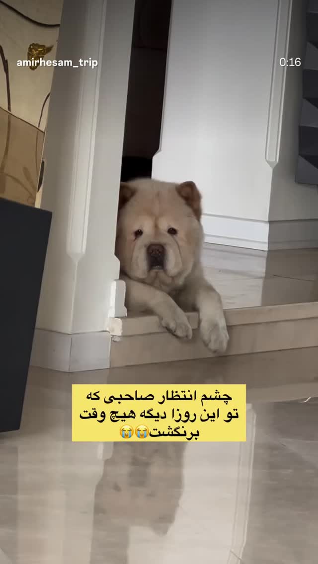 جدید ترین استوری اینستاگرام بهزاد بلورفروشان
