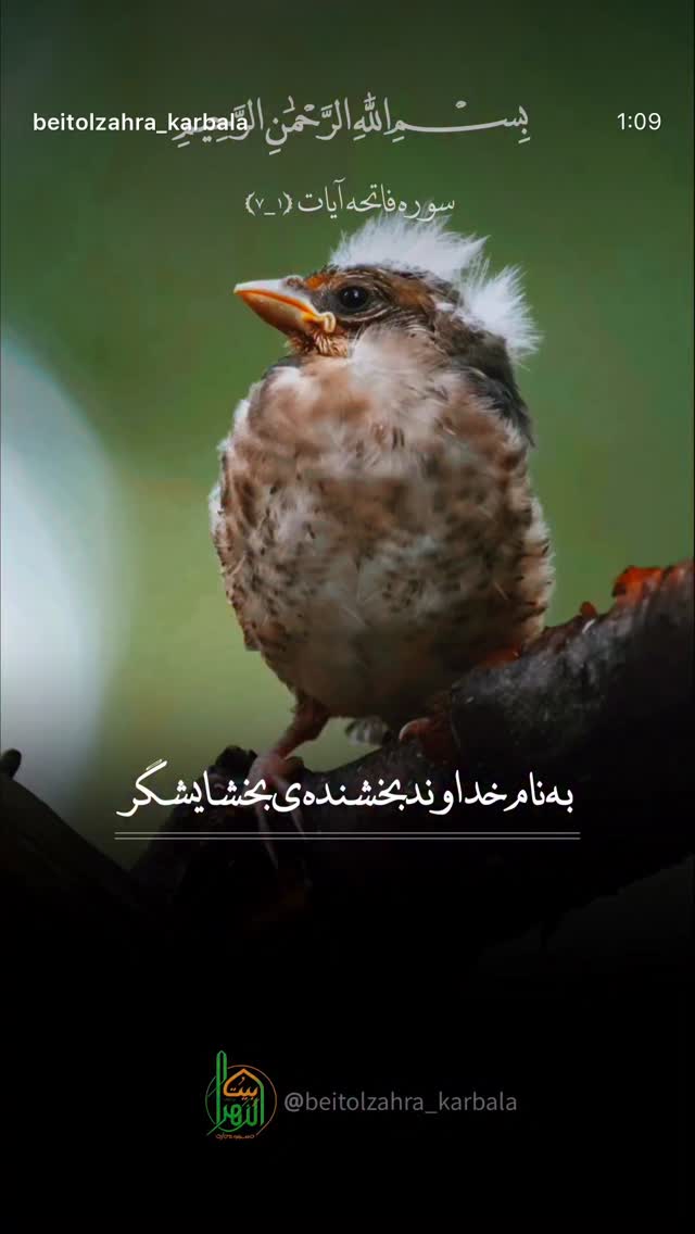  جدید ترین استوری اینستاگرام موکب بیت الزهرا