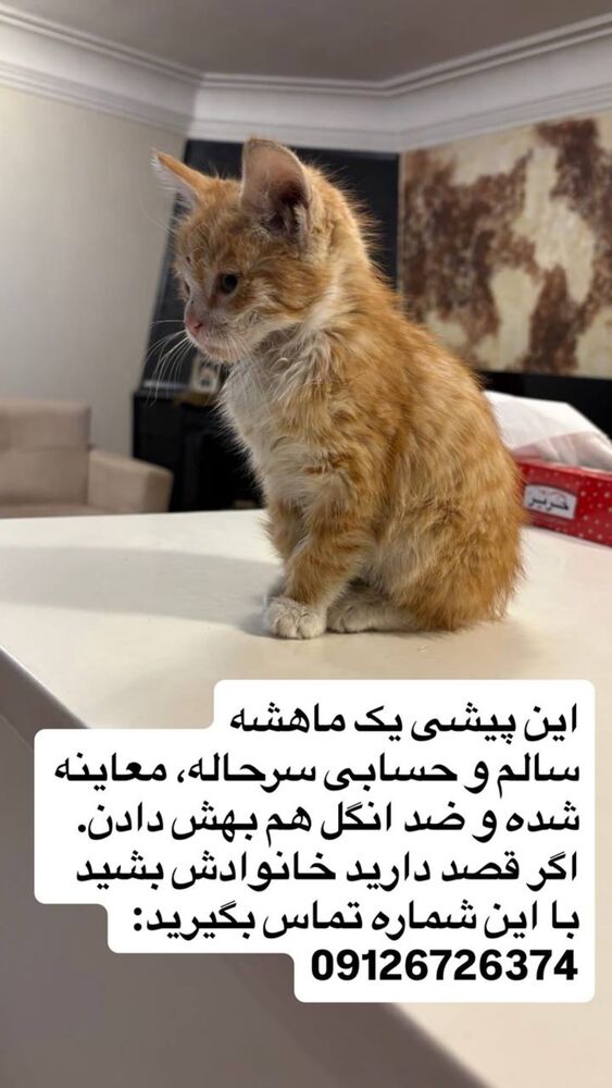  جدید ترین استوری اینستاگرام بزرگمهر حسین پور