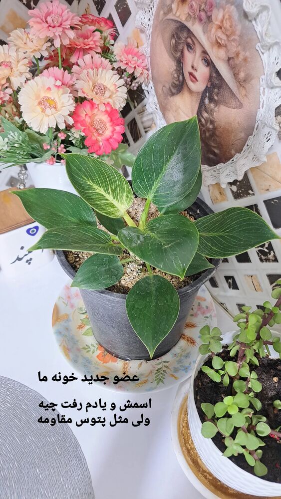  جدید ترین استوری اینستاگرام الهه خانم