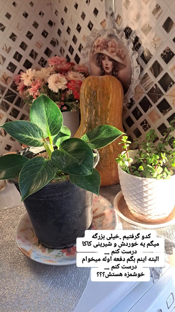  جدید ترین استوری اینستاگرام الهه خانم