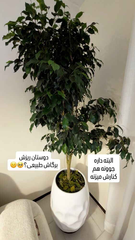  جدید ترین استوری اینستاگرام اردلان