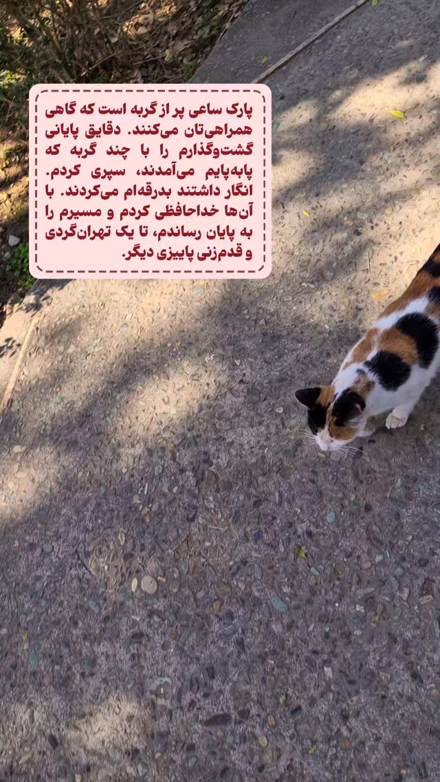  جدید ترین استوری اینستاگرام دامون قنبرزاده