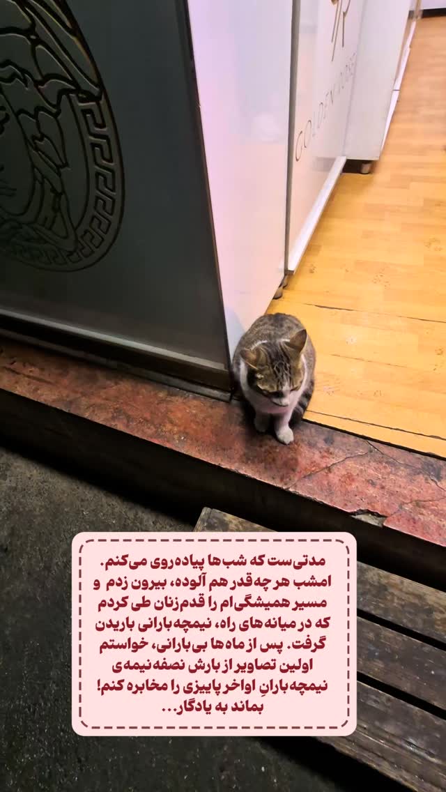  جدید ترین استوری اینستاگرام دامون قنبرزاده