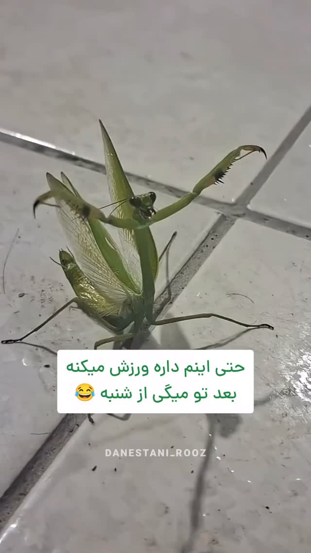  جدید ترین استوری اینستاگرام دانستنی روز
