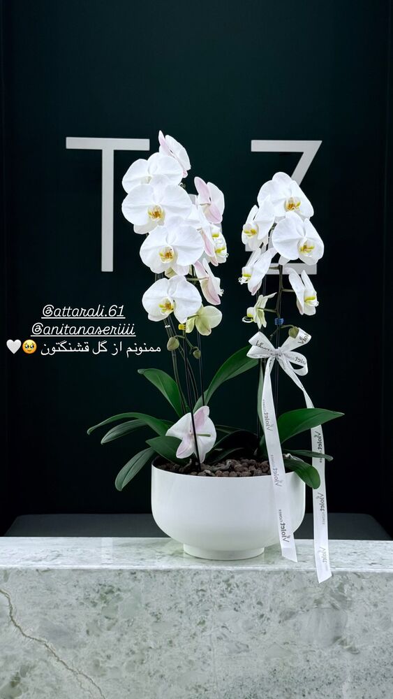  جدید ترین استوری اینستاگرام دنیز دانش