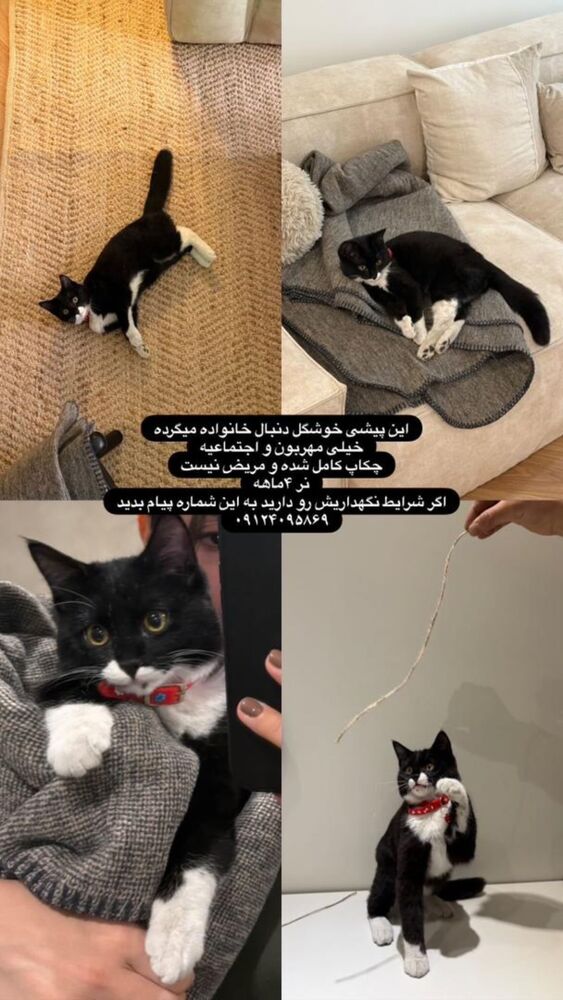  جدید ترین استوری اینستاگرام دنیز دانش