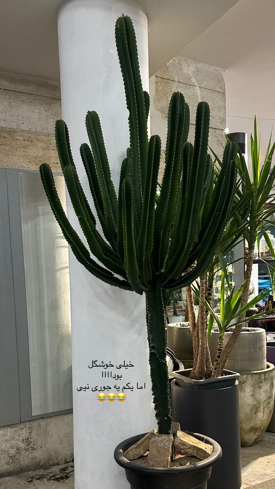  جدید ترین استوری اینستاگرام دنیز