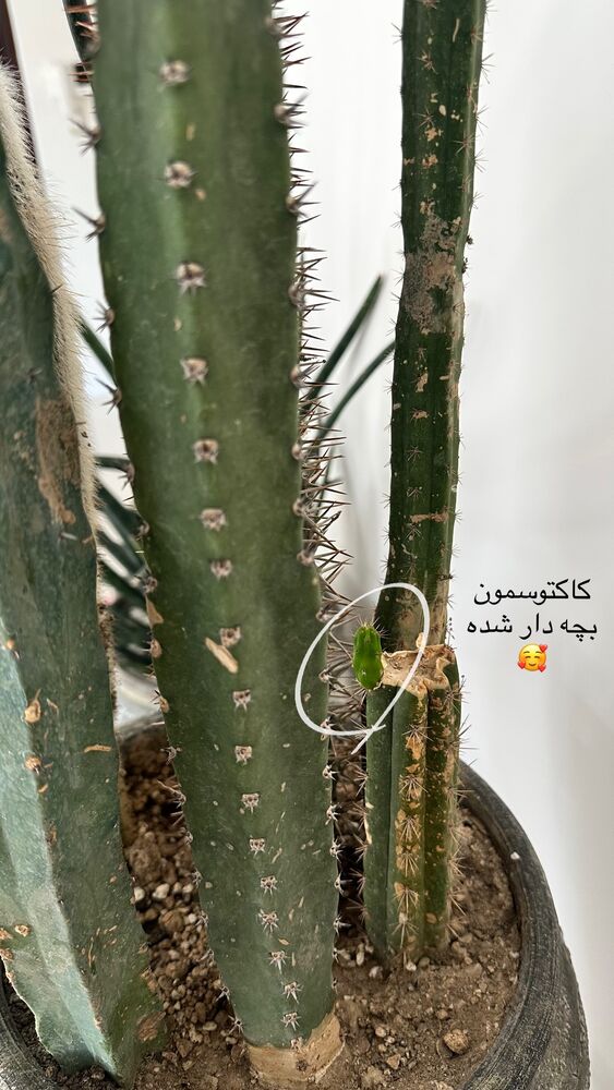  جدید ترین استوری اینستاگرام دنیز