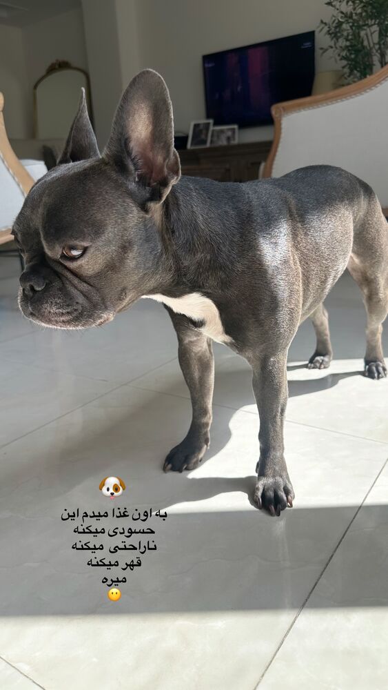  جدید ترین استوری اینستاگرام دنیز