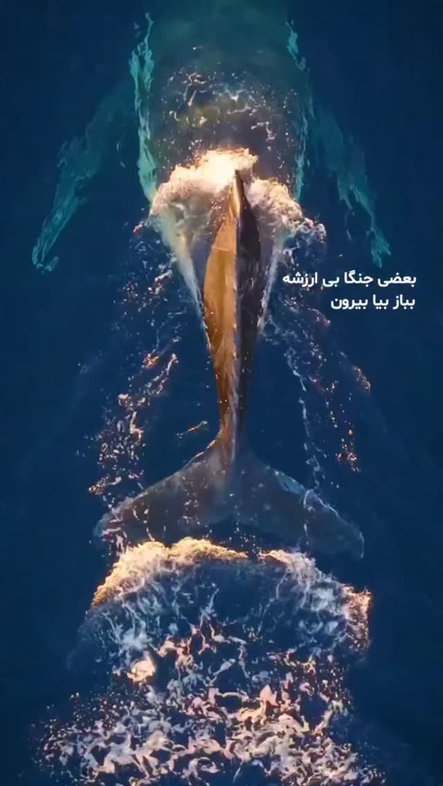  جدید ترین استوری اینستاگرام مرضیه مینایی پور