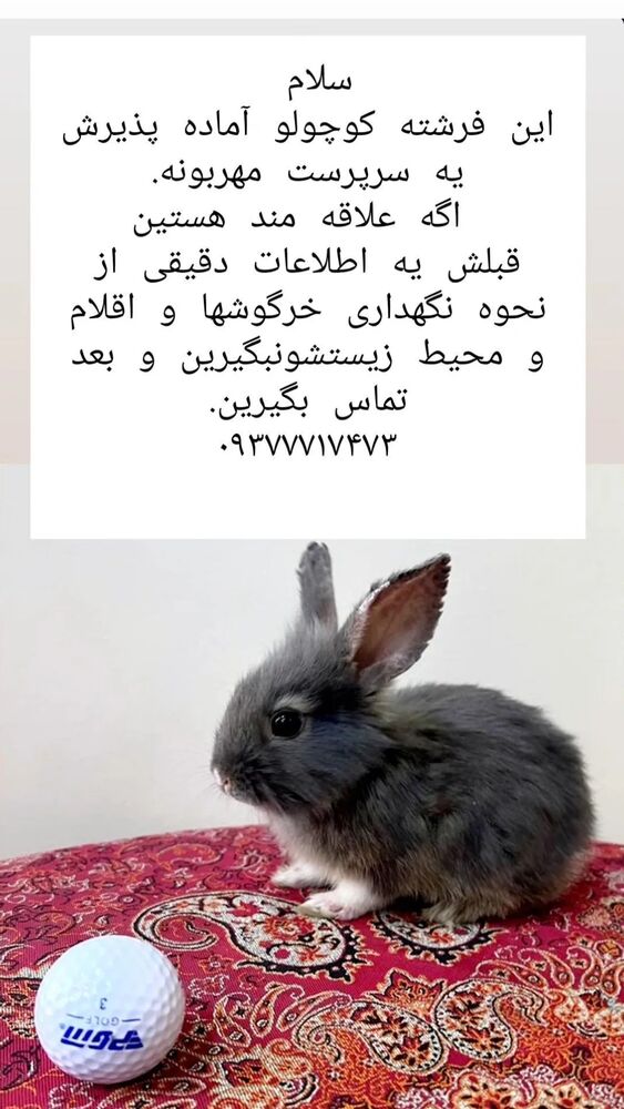  جدید ترین استوری اینستاگرام مرضیه مینایی پور