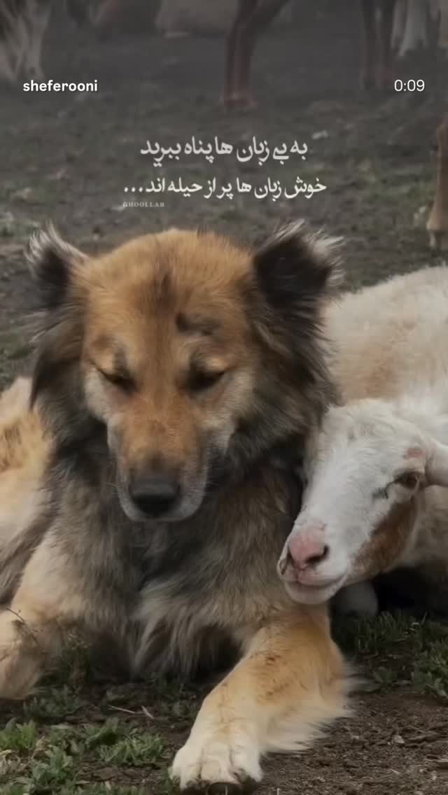 جدید ترین استوری اینستاگرام مرضیه مینایی پور