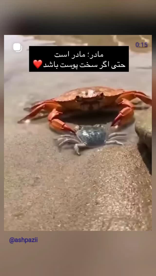  جدید ترین استوری اینستاگرام مرضیه مینایی پور