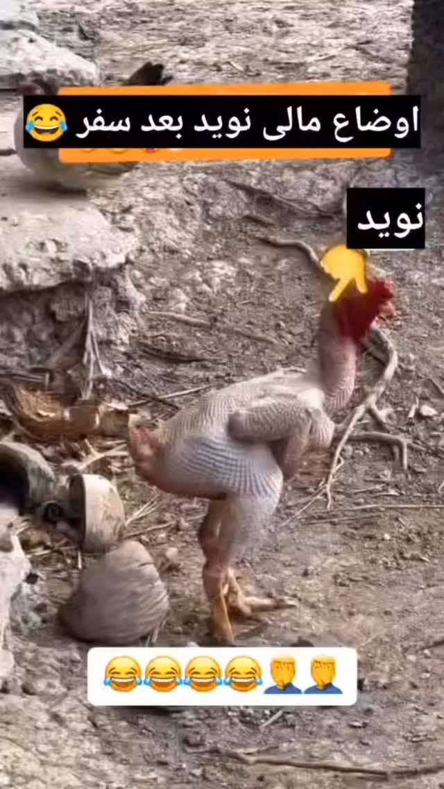  جدید ترین استوری اینستاگرام الهه برزگر