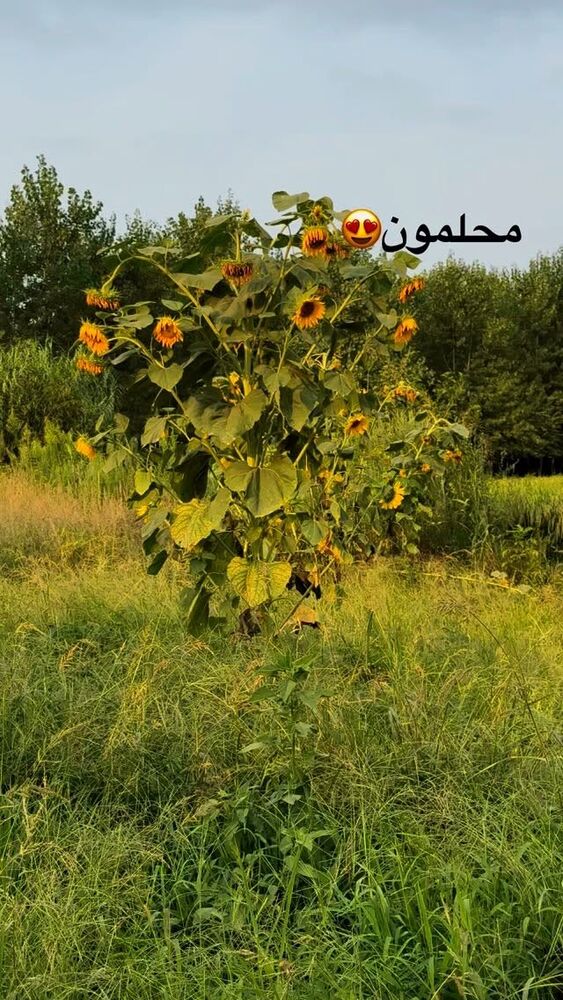  جدید ترین استوری اینستاگرام الهه برزگر