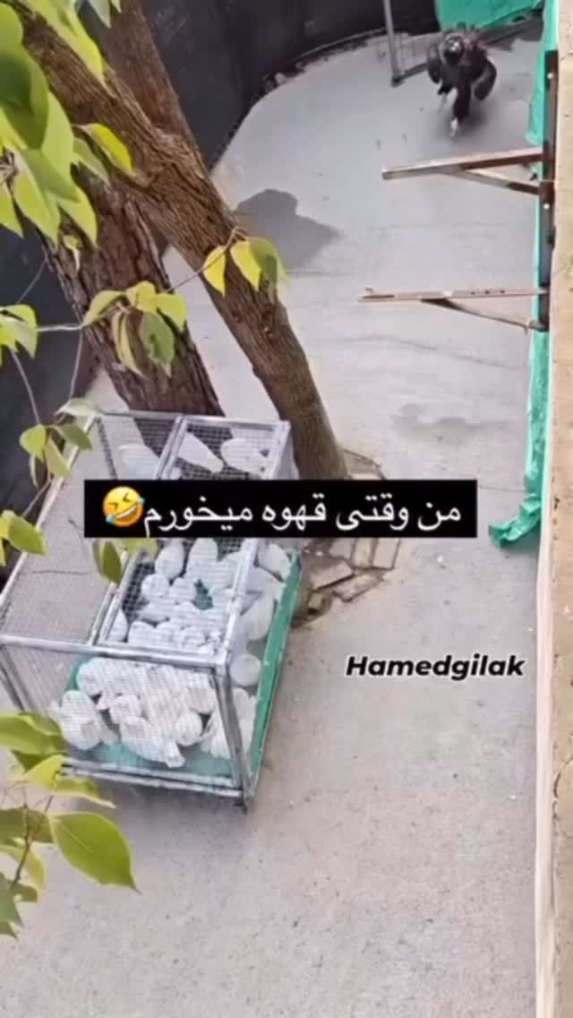  جدید ترین استوری اینستاگرام الهه برزگر