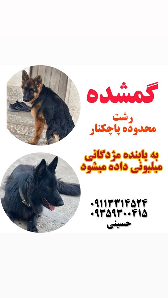  جدید ترین استوری اینستاگرام الهه برزگر