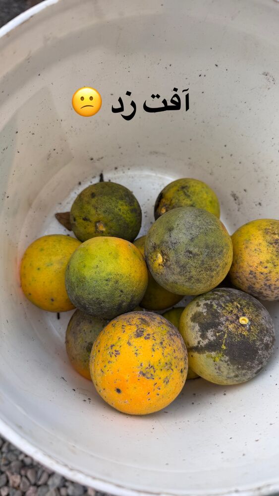  جدید ترین استوری اینستاگرام الهه برزگر
