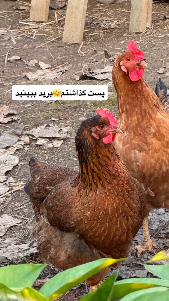  جدید ترین استوری اینستاگرام الهه برزگر