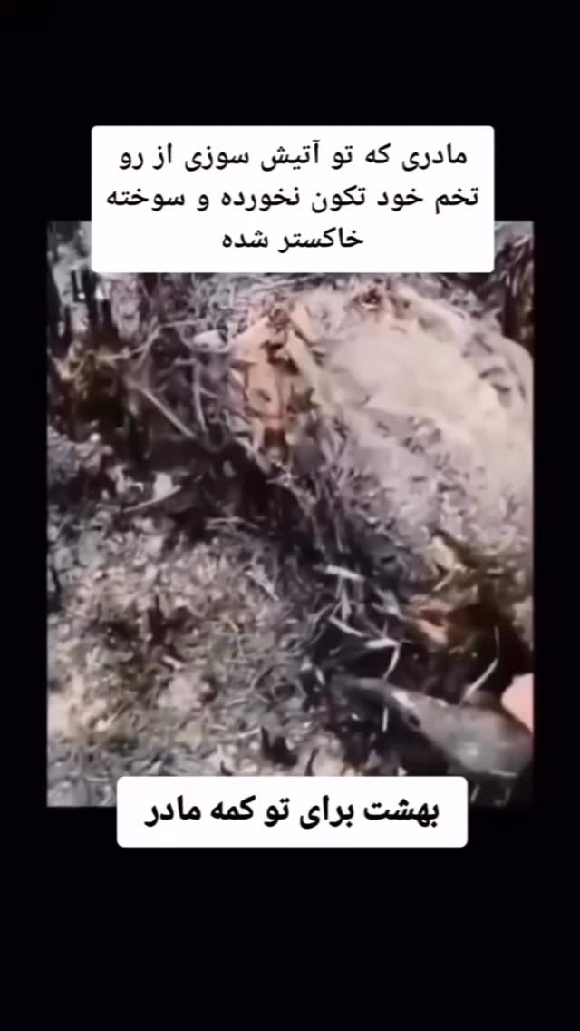  جدید ترین استوری اینستاگرام الهه برزگر