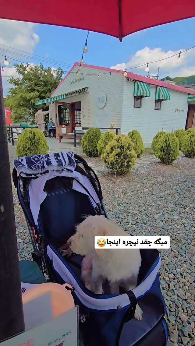  جدید ترین استوری اینستاگرام الهه رضازاده