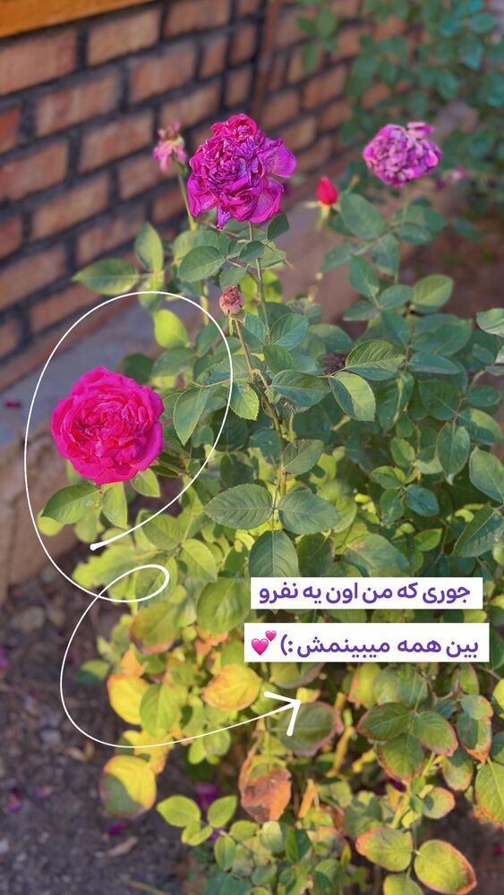  جدید ترین استوری اینستاگرام الهه نصرتی