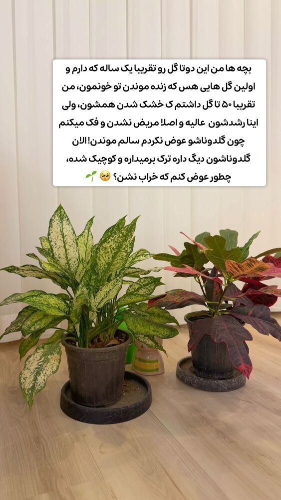  جدید ترین استوری اینستاگرام الهه نصرتی