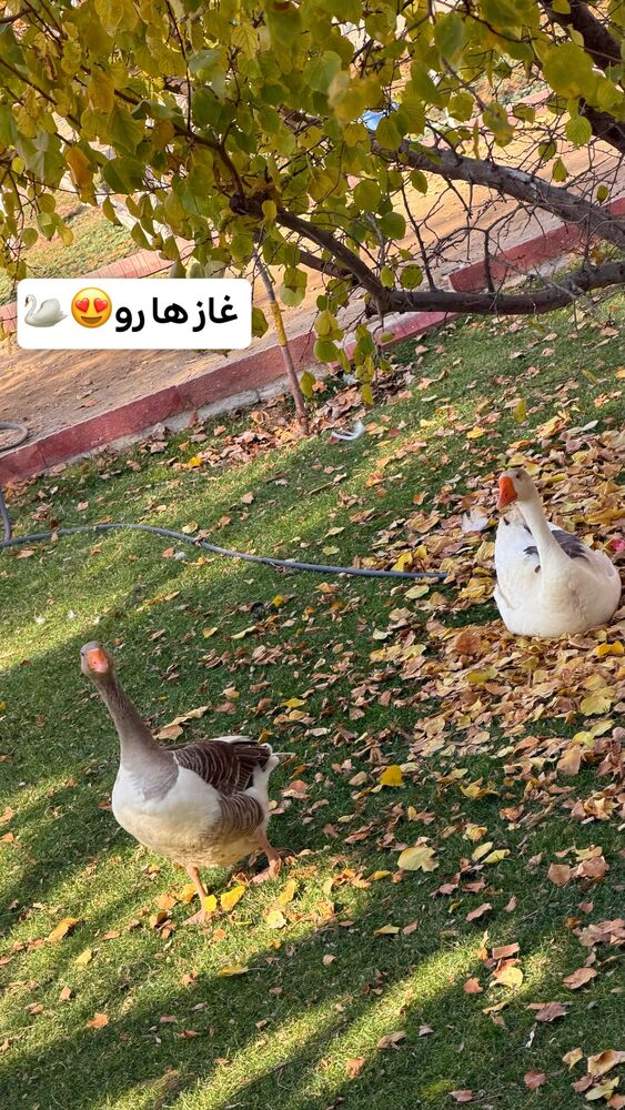  جدید ترین استوری اینستاگرام الهه نصرتی