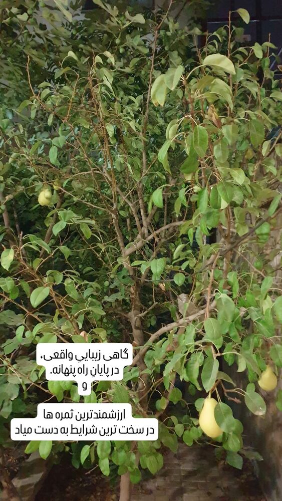  جدید ترین استوری اینستاگرام الهام حسین زاده