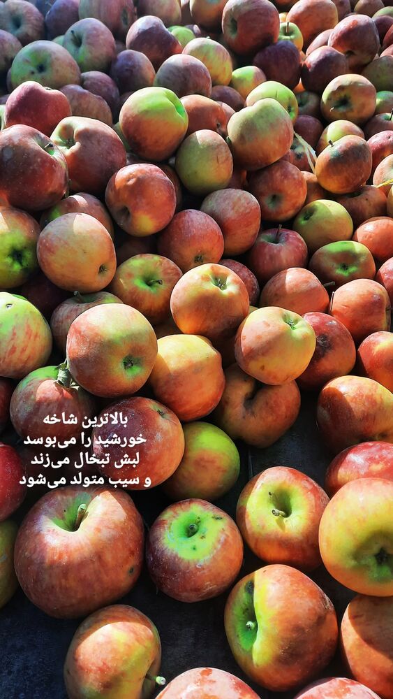  جدید ترین استوری اینستاگرام فرهاد حسن زاده