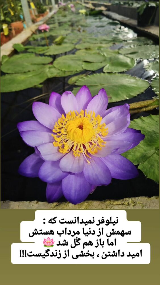  جدید ترین استوری اینستاگرام فرجود شکوهی