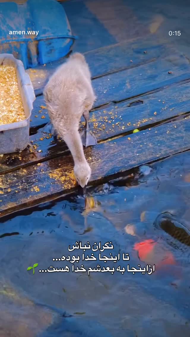  جدید ترین استوری اینستاگرام فرشاد فرجی