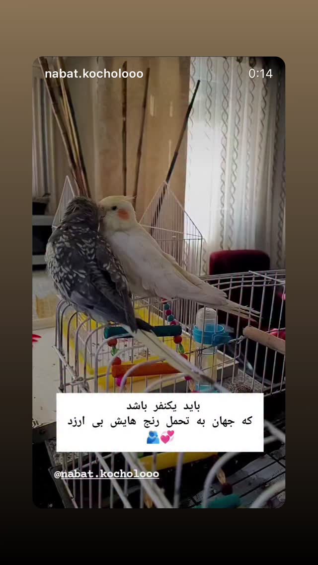  جدید ترین استوری اینستاگرام فرزاد فرخ