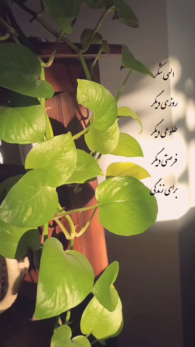  جدید ترین استوری اینستاگرام فاطمه رضاپور