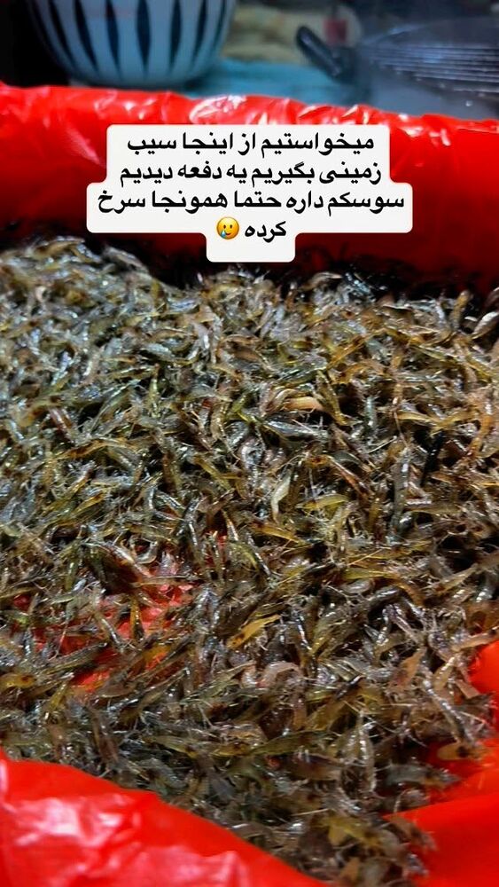  جدید ترین استوری اینستاگرام فاطمه شیرازی